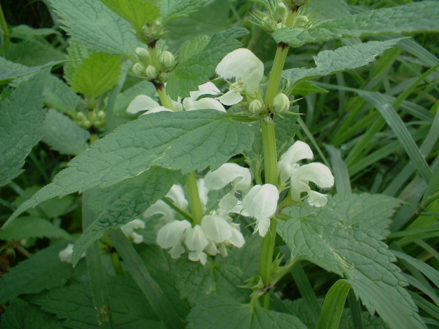 Lamium album / Falsa Ortica bianca